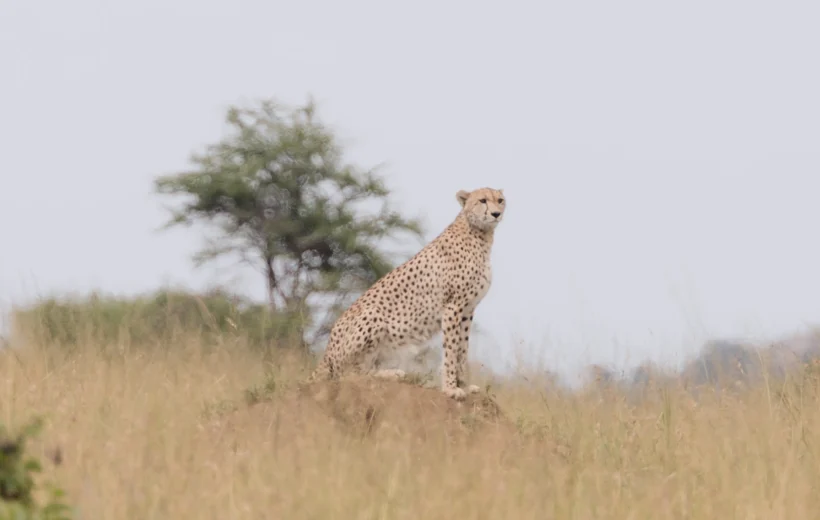 4-Day Mikumi Wildlife Safari from Dar es Salaam