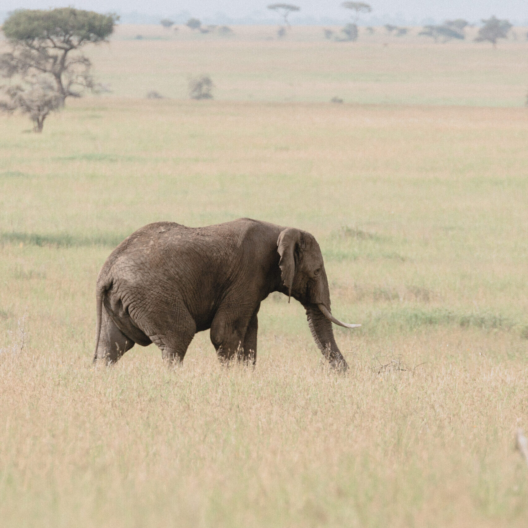Tarangire National Park
