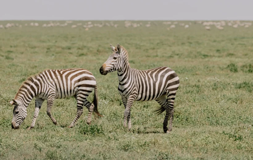 5-Day Mikumi & Ruaha Safari From Dar es Salaam