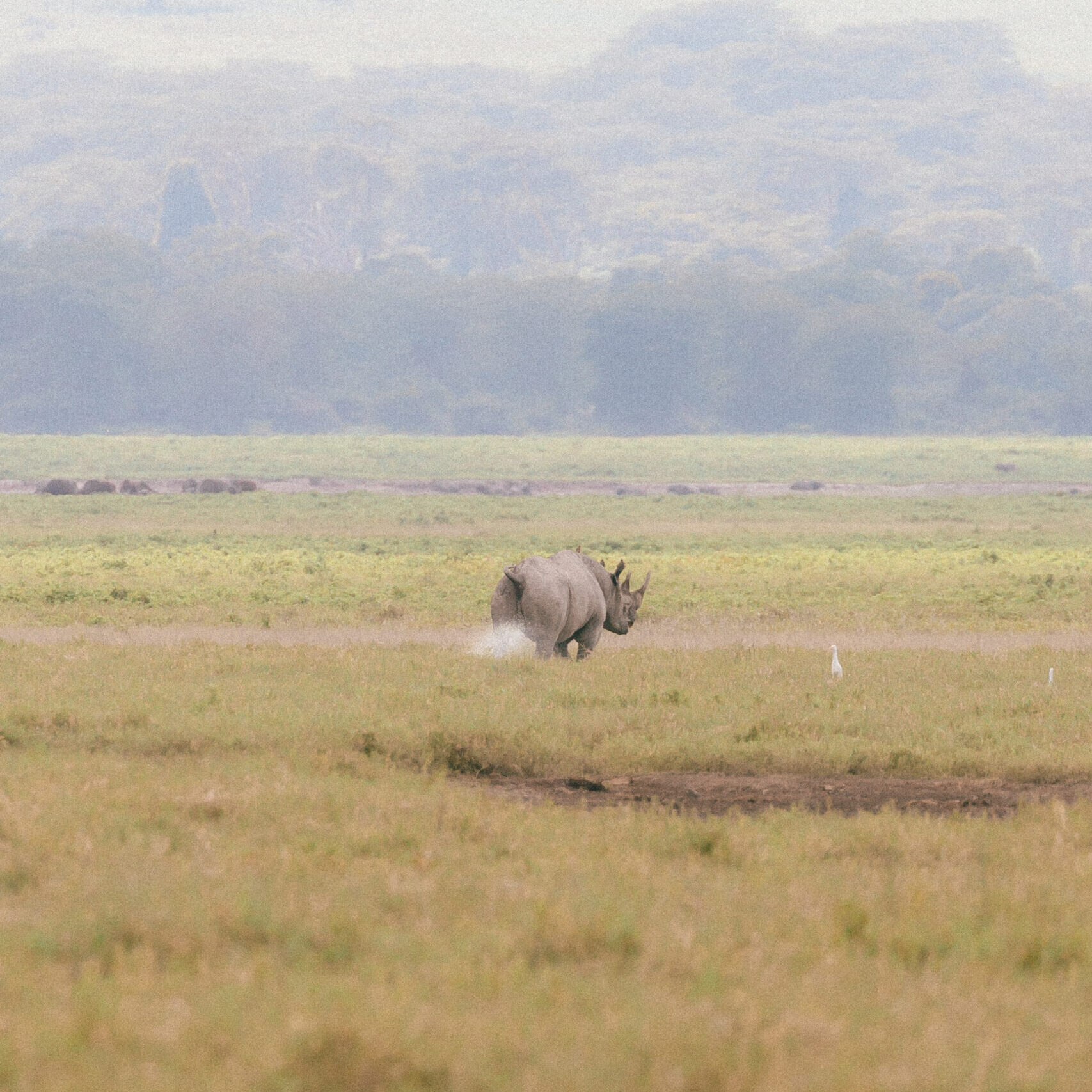 Ngorongoro Crater