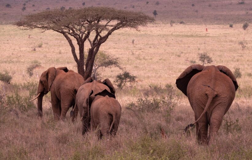 8-Day Tanzania Safari & Zanzibar Beach Escape