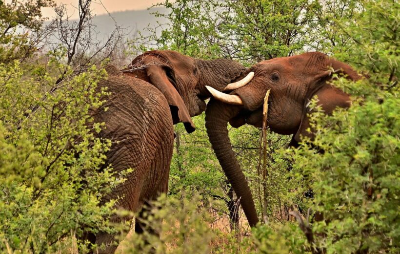 6-Day Lake Natron, Serengeti & Ngorongoro Safari