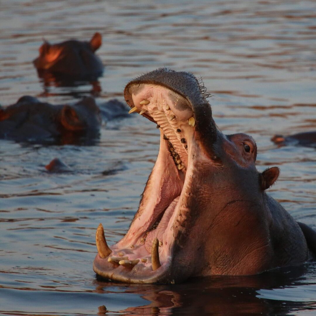 Lake Manyara National Park