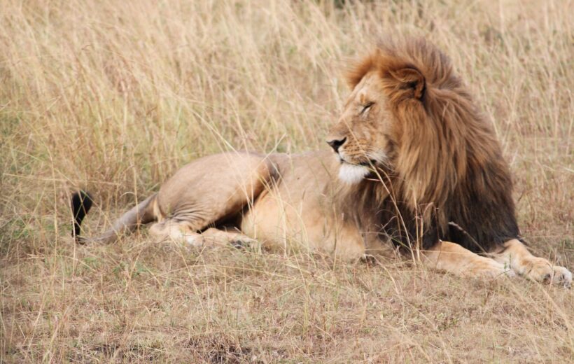 10-Day Northern Tanzania Safari Circuit