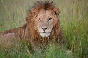 6-Day Northern Tanzania Safari: Natron, Serengeti & Ngorongoro