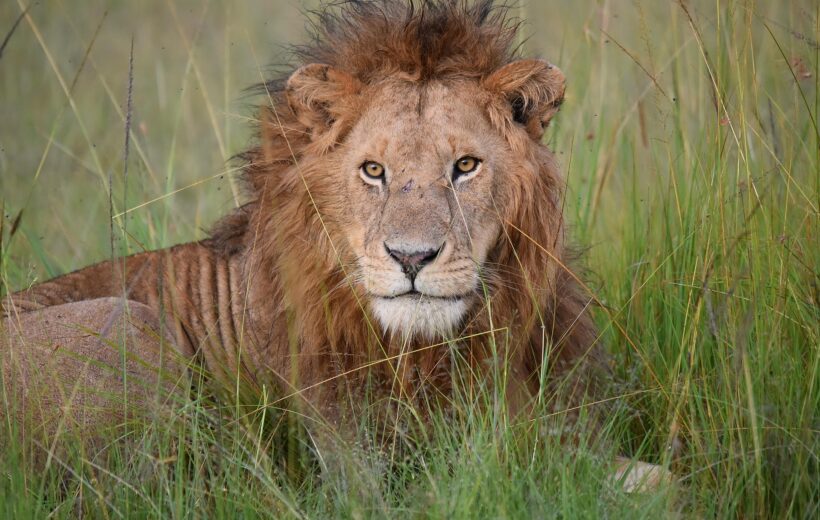 6-Day Northern Tanzania Safari: Natron, Serengeti & Ngorongoro