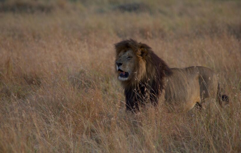 5-Day Northern Tanzania Safari: Lake Manyara, Serengeti & Ngorongoro