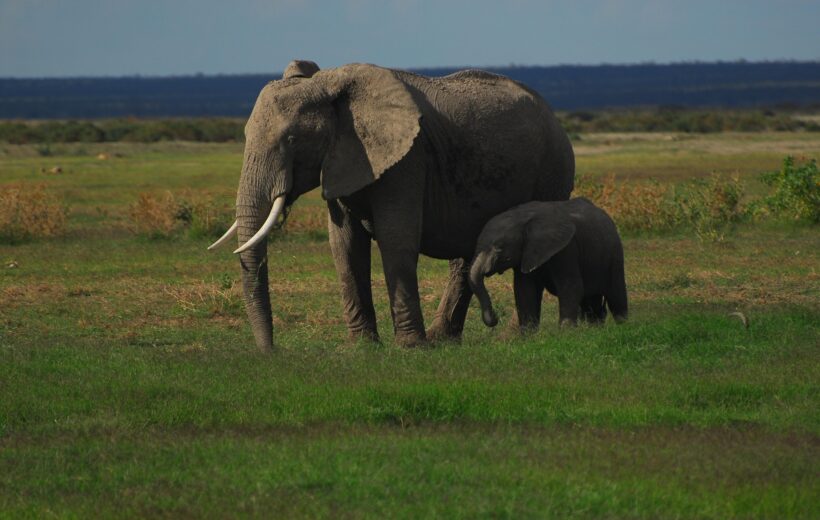 3-Day Zanzibar to Northern Tanzania Safari