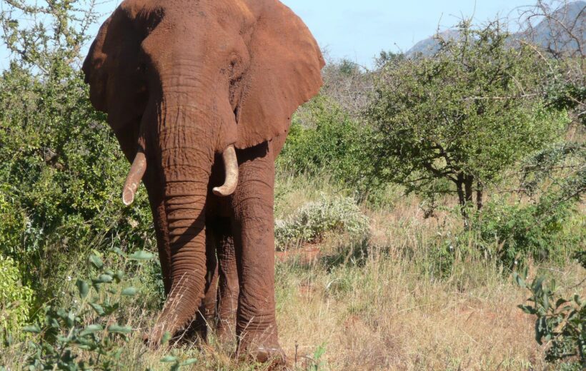 6-Day Tanzania Highlights Safari