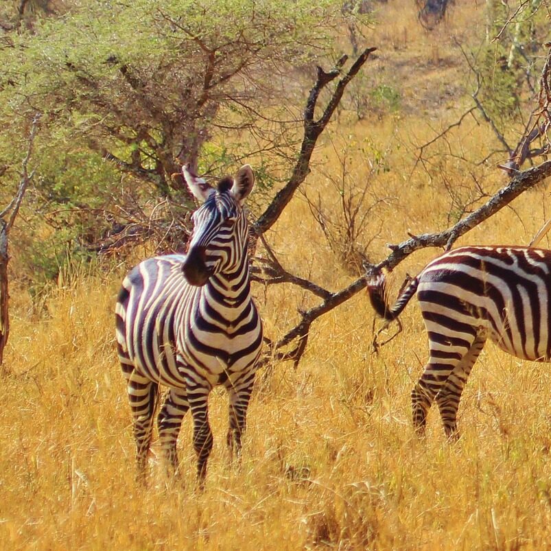 Arusha National Park